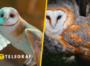 Сова сипуха