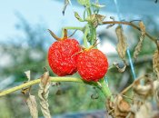 Фітофтороз часто атакує саме томати