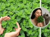 Мята будет оставаться ароматной