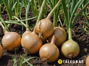 Важливо правильно замочити сівок