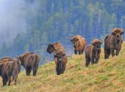 Кавказький зубр