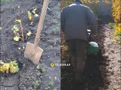 Перекопка огорода на зиму