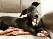 Собака нахиляє голову в той бік, який їй подобається