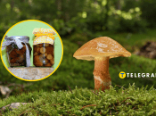 Как правильно закрыть грибы на зиму