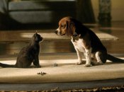 Коти проти собак в кінематографі