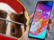 Морская свинка продается