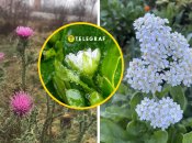 Некоторые растения из-за теплой погоды расцвели в декабре