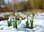 Весна все ближе