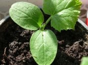 Такій розсаді позаздрять усі сусіди