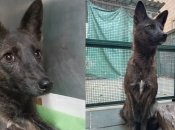 Гібрид собаки та лисиці в Бразилії