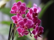 Как заставить орхидеи цвести круглый год - лайфхак