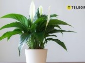 Спатифиллум или "женское счастье"