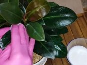 Фікус блищатиме і радуватиме око