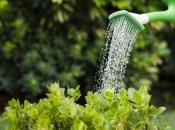 Полив культур – важливий етап догляду