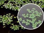 Водяной орех растет в акваториях Днепра, Днестра и Дуная