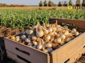 Пятна могут уменьшить урожайность