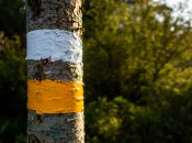 Побелка стволов - это важная мера поддержания здоровья сада