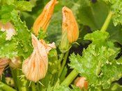 Кабачки цветут, а не завязываются