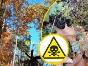 В осеннем лесу можно найти ядовитые грибы