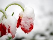 Квітнева погода у січні