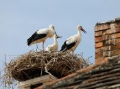 Аисты. Фото иллюстративное