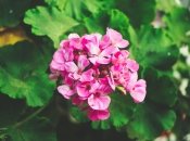 Не забувайте захищати свою рослину від шкідників