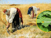 Українські жнива