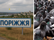 Голуби бродили по улицам Запорожья с необычной птицей