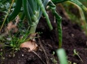 Цибуля скаже вам "дякую"