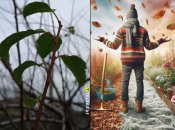 Что делать, если дерево не сбрасывает листья, а зима уже близко