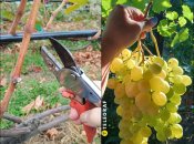 Обрезать, удобрять и заливать виноград нужно уже сейчас