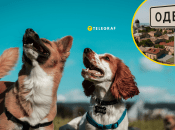 Собаки в Одесі здивували перехожих