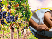 Виноградники на Закарпатье