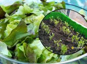 Як правильно вирощувати салат