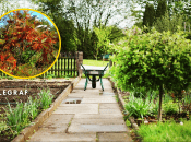 В Украине растет дерево-агрессор