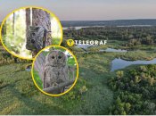 Сіра сова з'явилась в Дніпропетровській області