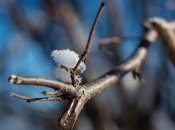 Весна підбирається до України дедалі ближче