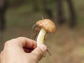 Після збирання і чищення маслюків руки можуть сильно забруднитися