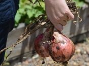 Місячний посівний календар на травень 2024