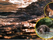 Кіт і собака потішили відпочиваючих на пляжі