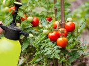 Чем правильно удобрить помидоры
