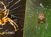 Паук-крестовик