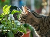 Рослини треба захищати від котів  (зображення створено за допомогою ШІ)