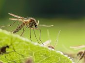 Как избавиться от комаров