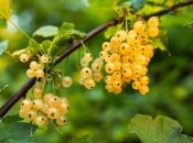 Смородина нуждается в периодическом омоложении