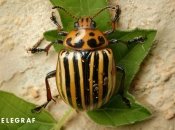 Колорадський жук може становити серйозну загрозу для врожаю  (зображення створено за допомогою ШІ)