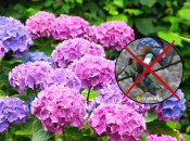 Как правильно обрезать сад весной