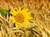 Как подготовиться к беременности: 3 важных шага