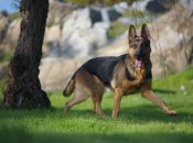 Пес рассмешил сеть