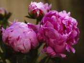 Рецепт відмінної підгодівлі для півонії